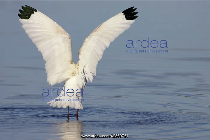 : White Ibis - wing flap after washing : White Ibis - wing flap after washing