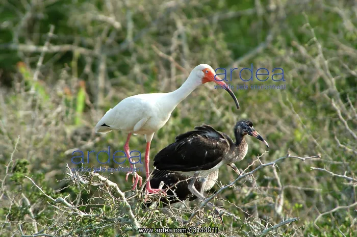 : White Ibis and young : White Ibis and young