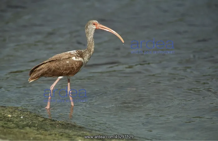 : WHITE IBIS - young, walking into water : WHITE IBIS - young, walking into water