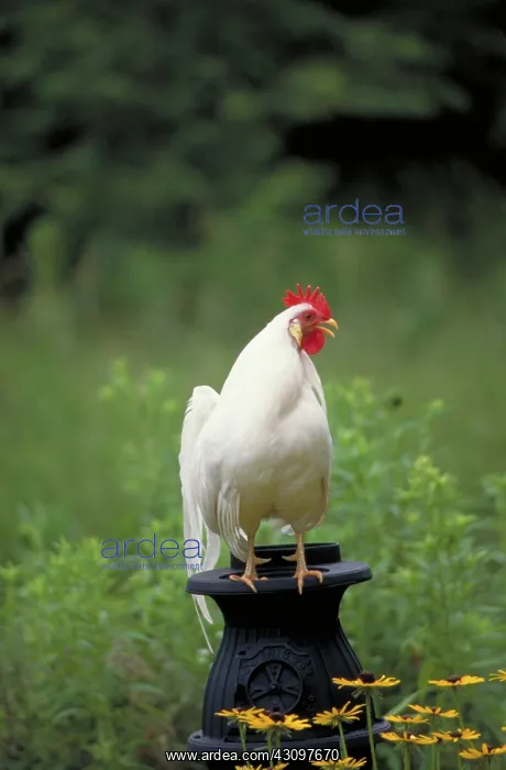  : White Japanese Bantam