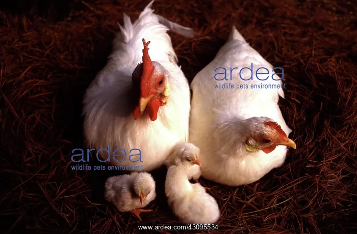 : White Japanese Bantam family : White Japanese Bantam family