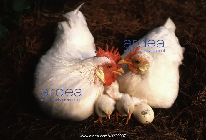 : White Japanese Bantam Family : White Japanese Bantam Family