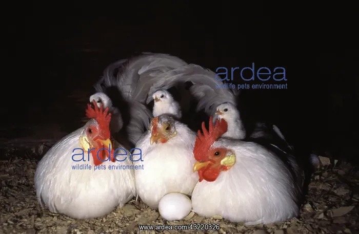 : White Japanese Bantam Family and Egg : White Japanese Bantam Family and Egg
