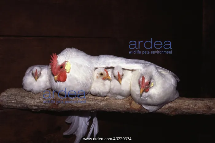 : White Japanese Bantam Family Perched : White Japanese Bantam Family Perched