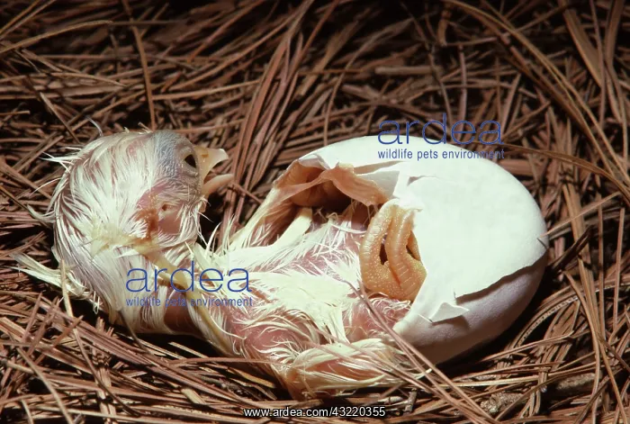 : White Japanese Bantam Hatching from Egg : White Japanese Bantam Hatching from Egg