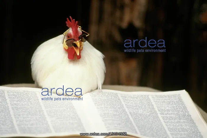 : White Japanese Bantam reading a book : White Japanese Bantam reading a book