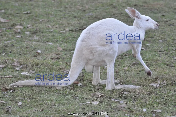: White Kangaroo - Leucistic, not albino : White Kangaroo - Leucistic, not albino