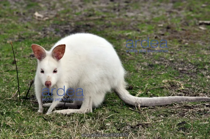 : White Kangaroo - Leucistic, not albino : White Kangaroo - Leucistic, not albino