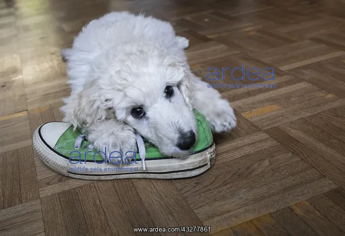 : White king poodle, young animal plays with a sneaker : White king poodle, young animal plays with a sneaker