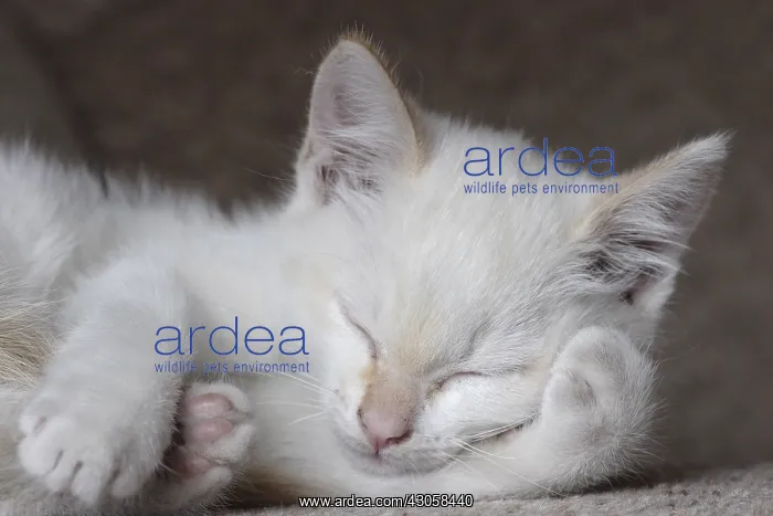 : White kitten asleep France : White kitten asleep France