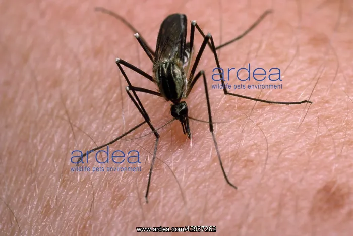 : White-knee Mosquito - feeding on human arm : White-knee Mosquito - feeding on human arm