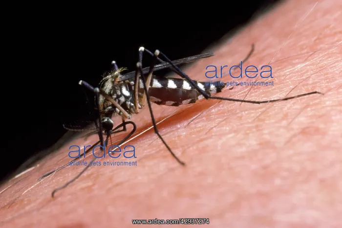 : White-knee Mosquito - feeding on human arm : White-knee Mosquito - feeding on human arm