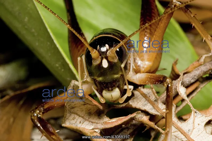: White-kneed king cricket : White-kneed king cricket