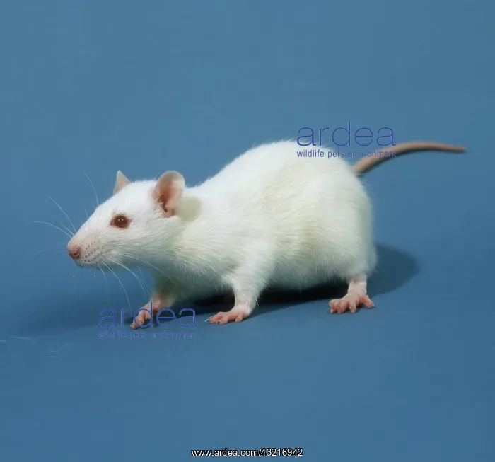 : White laboratory rat : White laboratory rat