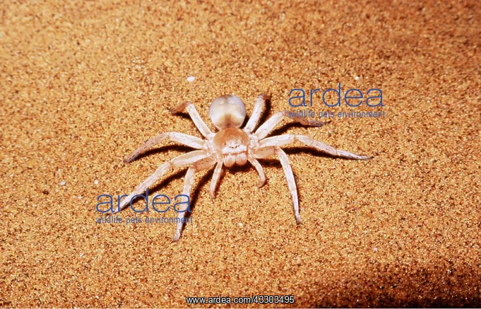 : White Lady Spider : White Lady Spider