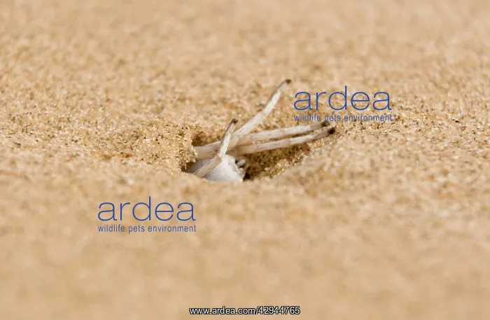 : White Lady Spider - Busy excavating its burrow : White Lady Spider - Busy excavating its burrow