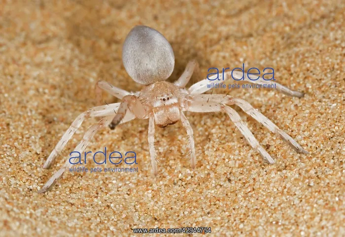 : White Lady Spider - Portrait on dune sand with : White Lady Spider - Portrait on dune sand with