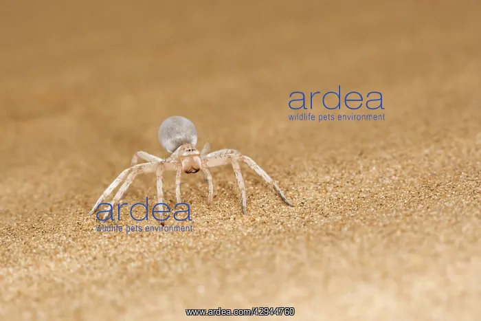 : White Lady Spider - Portrait on dune sand : White Lady Spider - Portrait on dune sand