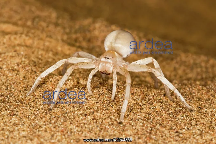 : White Lady Spider - Portrait on dune sand : White Lady Spider - Portrait on dune sand