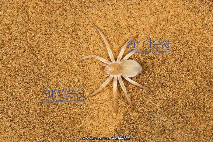 : White Lady Spider - Portrait on dune sand - Seen from above : White Lady Spider - Portrait on dune sand - Seen from above