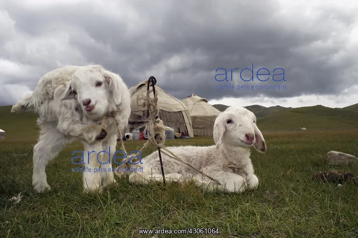 : Two white lambs attached in front of a yurt Kyrgyzstan : Two white lambs attached in front of a yurt Kyrgyzstan