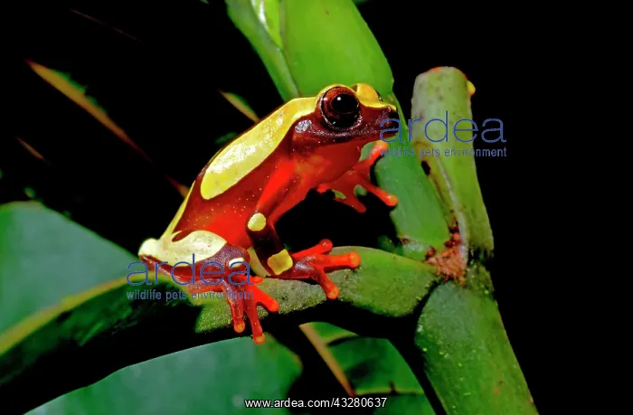 : White-leaf frog (Dendropsophus leucophyllatus) : White-leaf frog (Dendropsophus leucophyllatus)