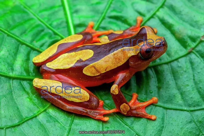 : White-leaf frog (Hyla leucophyllata) on a leaf : White-leaf frog (Hyla leucophyllata) on a leaf