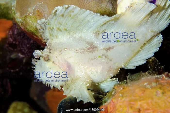 : White Leaf Scorpionfish Sebayor Kecil dive site : White Leaf Scorpionfish Sebayor Kecil dive site