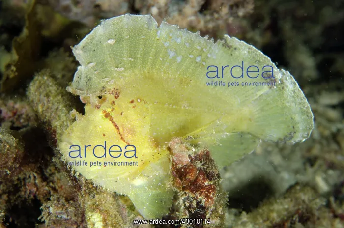: White Leaf Scorpionfish Wainilu dive site, Rinca : White Leaf Scorpionfish Wainilu dive site, Rinca