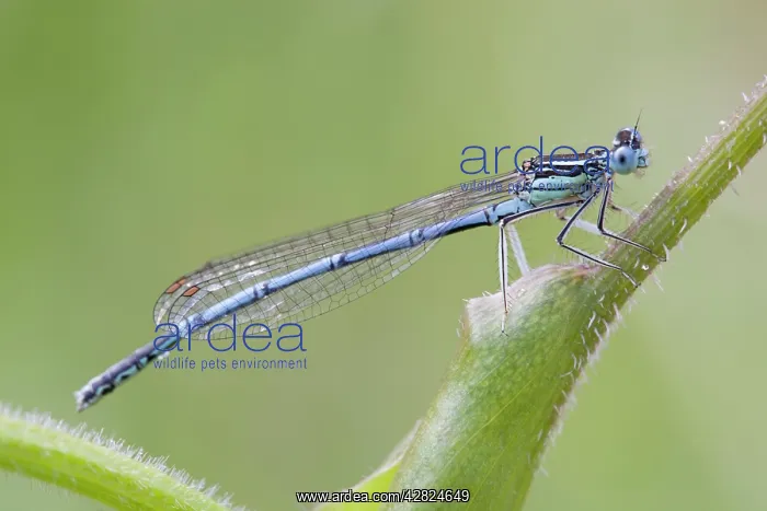 : White Legged Damselfly : White Legged Damselfly