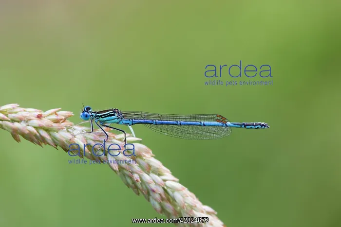 : White Legged Damselfly : White Legged Damselfly