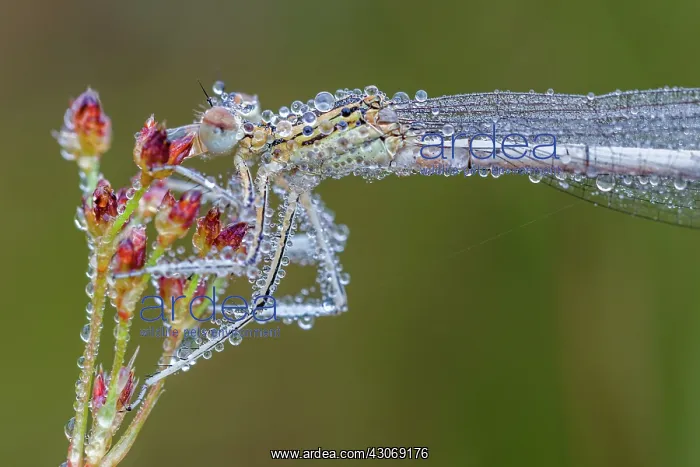 : White-legged damselfly : White-legged damselfly