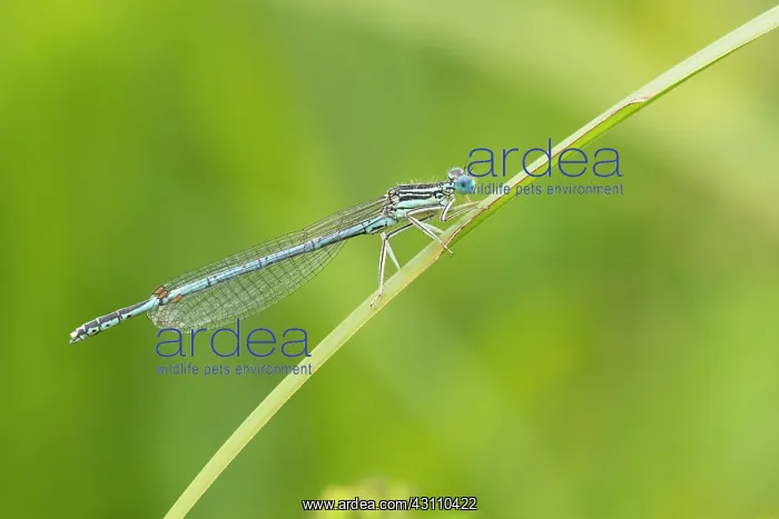 : White-legged damselfly : White-legged damselfly