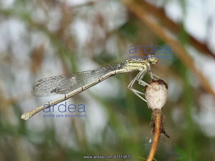 : White-legged Damselfly : White-legged Damselfly