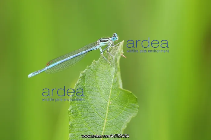 : White-legged damselfly : White-legged damselfly