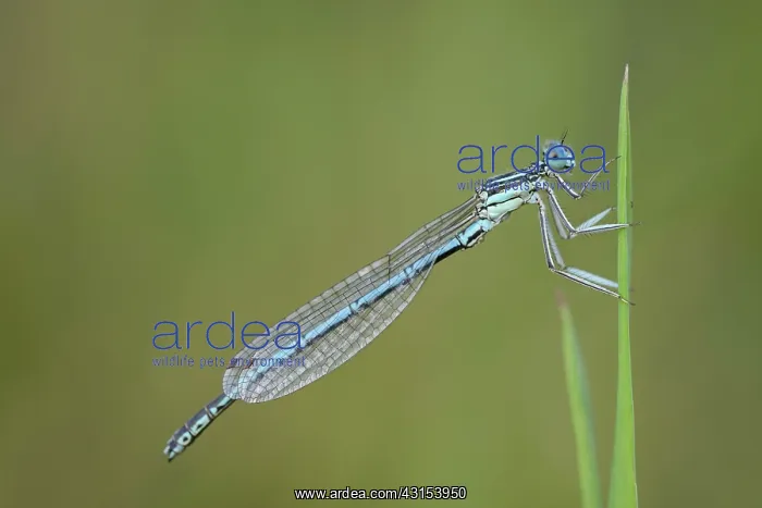 : White-legged damselfly : White-legged damselfly