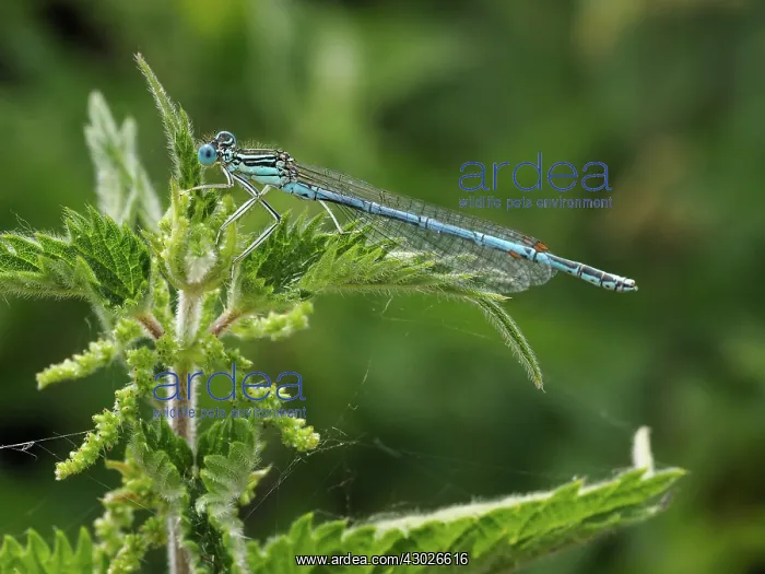 : White-legged damselfly - Male - resting on nettle : White-legged damselfly - Male - resting on nettle