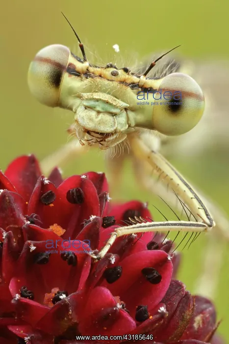 : White-legged damselfly (Platycnemis pennipes) Female : White-legged damselfly (Platycnemis pennipes) Female