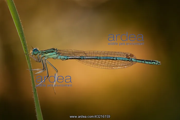 : White-legged Damselfly (Platycnemis pennipes) i : White-legged Damselfly (Platycnemis pennipes) i