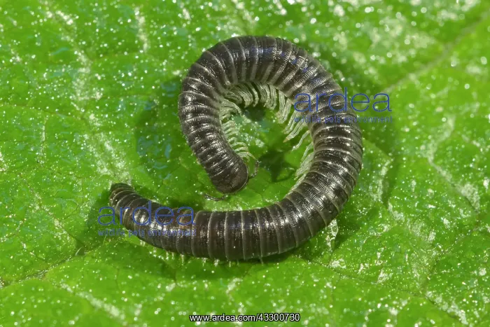: White-legged snake millipede - Norfolk UK : White-legged snake millipede - Norfolk UK
