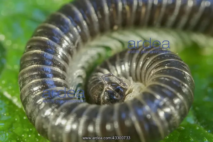 : White-legged snake millipede - Norfolk UK : White-legged snake millipede - Norfolk UK