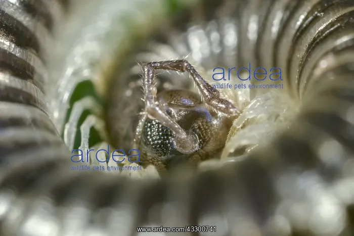 : White-legged snake millipede - Norfolk UK : White-legged snake millipede - Norfolk UK