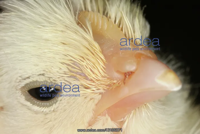 : White Leghorn Chick : White Leghorn Chick