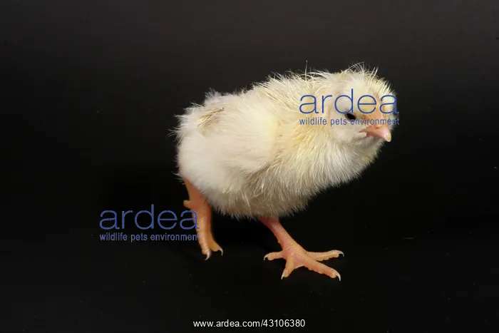 : White Leghorn Chick : White Leghorn Chick