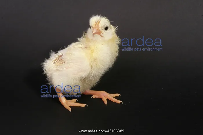 : White Leghorn Chick : White Leghorn Chick