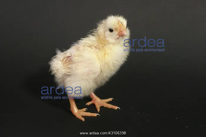 : White Leghorn Chick : White Leghorn Chick