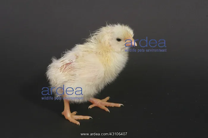 : White Leghorn Chick : White Leghorn Chick