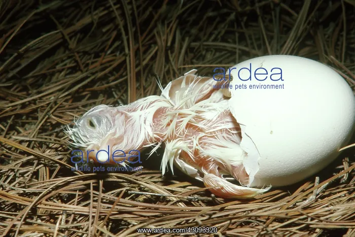 : White Leghorn chicken hatching : White Leghorn chicken hatching
