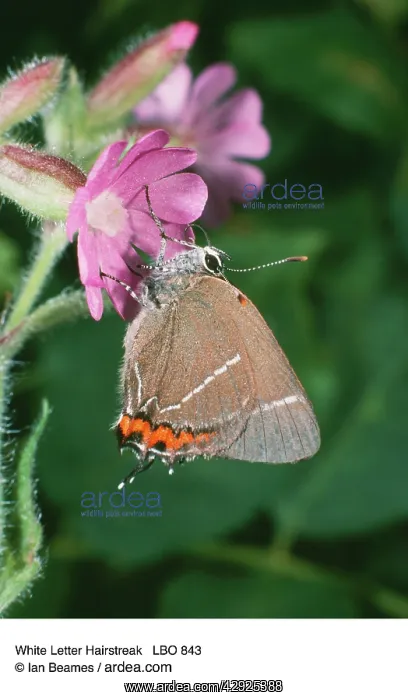  : WHITE LETTER HAIRSTREAK