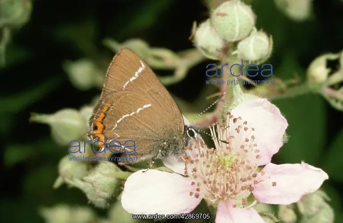 : White-Letter HAIRSTREAK BUTTERFLY - On bramble : White-Letter HAIRSTREAK BUTTERFLY - On bramble